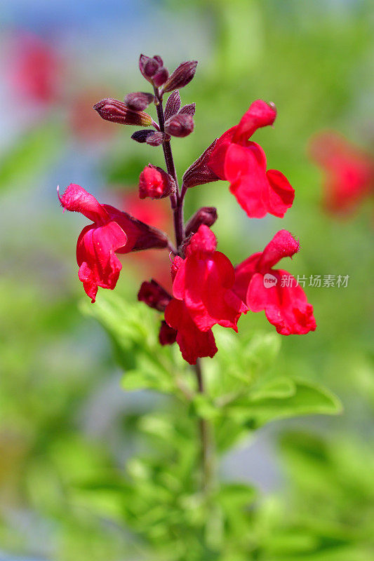 小叶鼠尾草/鼠尾草双色花，白色和红色